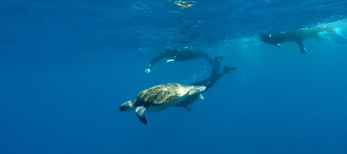 Buceo y Snorkel Big Fish 